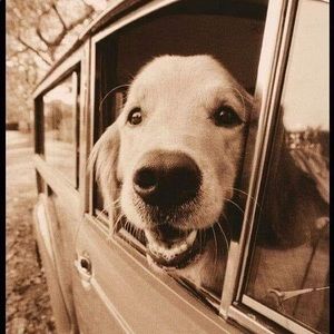 Meet your Posher, Tracey